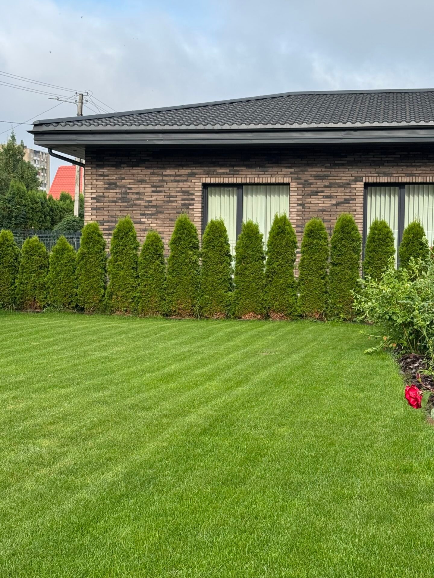 Johnsons General Purpose Lawn Mix - Image 2